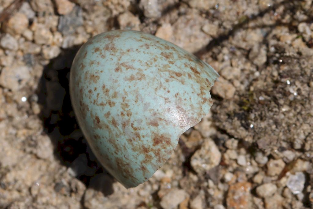 Coquille bleu tâchetée Romill10