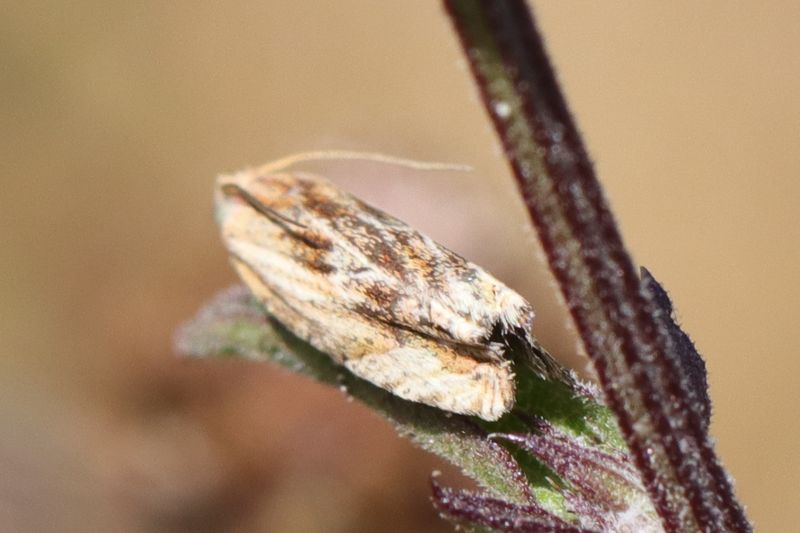 Torticidae non identifié Eucosma cana Tortri10
