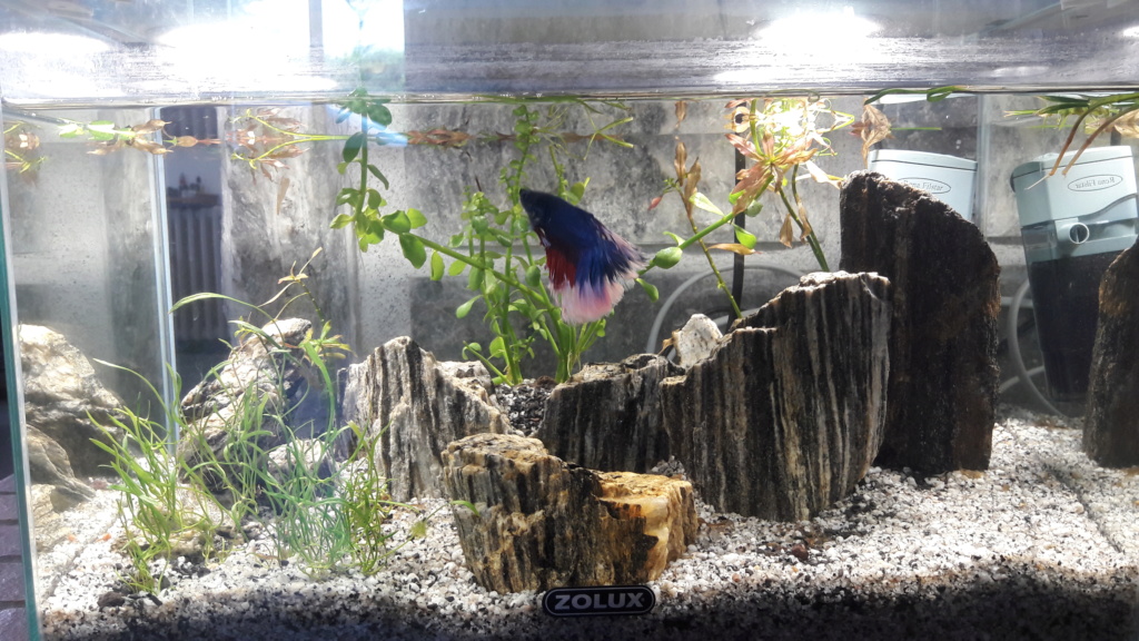 Aquarium 120L 20190710