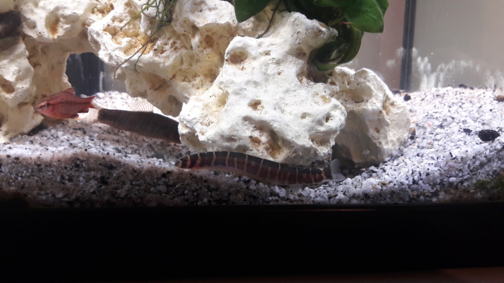 Aquarium 120L 20200120