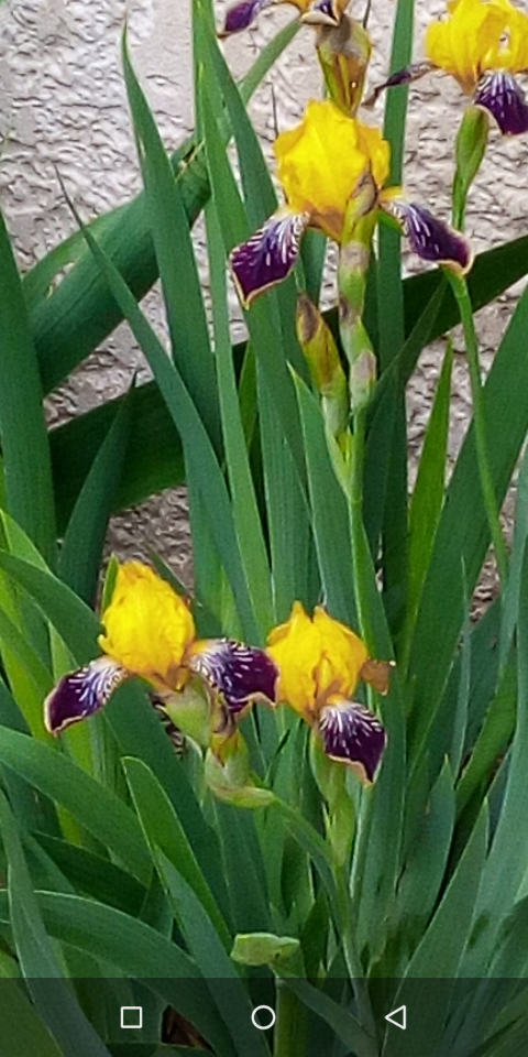 Iris différents des autres 110