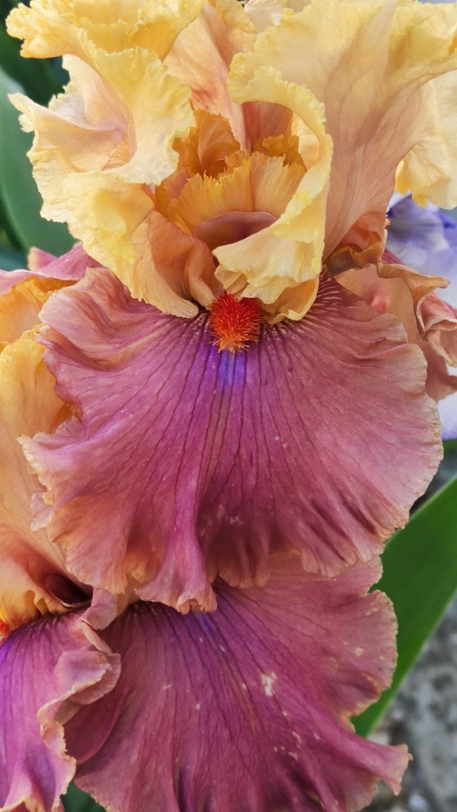 Iris 'Glamazon' - [Identification]Iris vendu pour Syncopation 1115