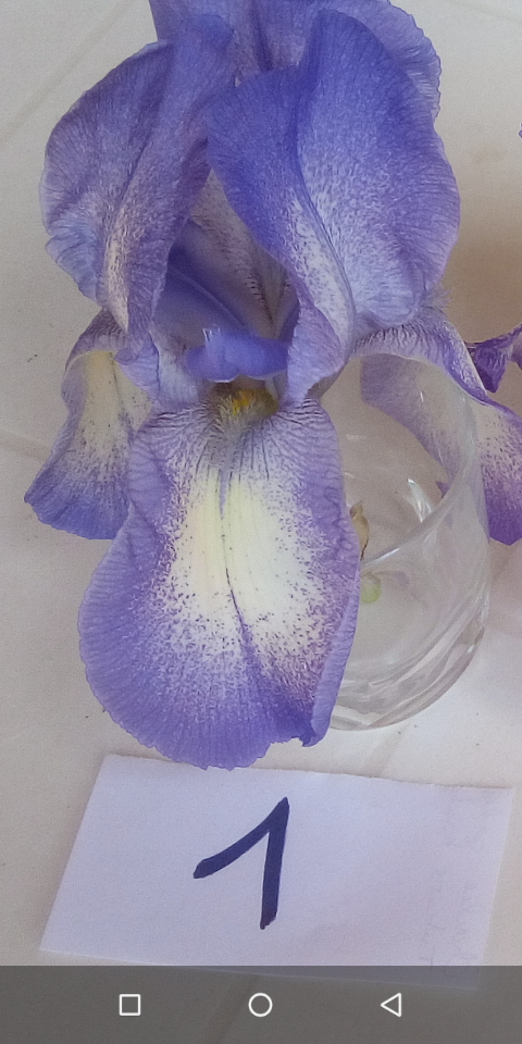 Iris plicata bleu - BPF Flora [identification en cours] 113
