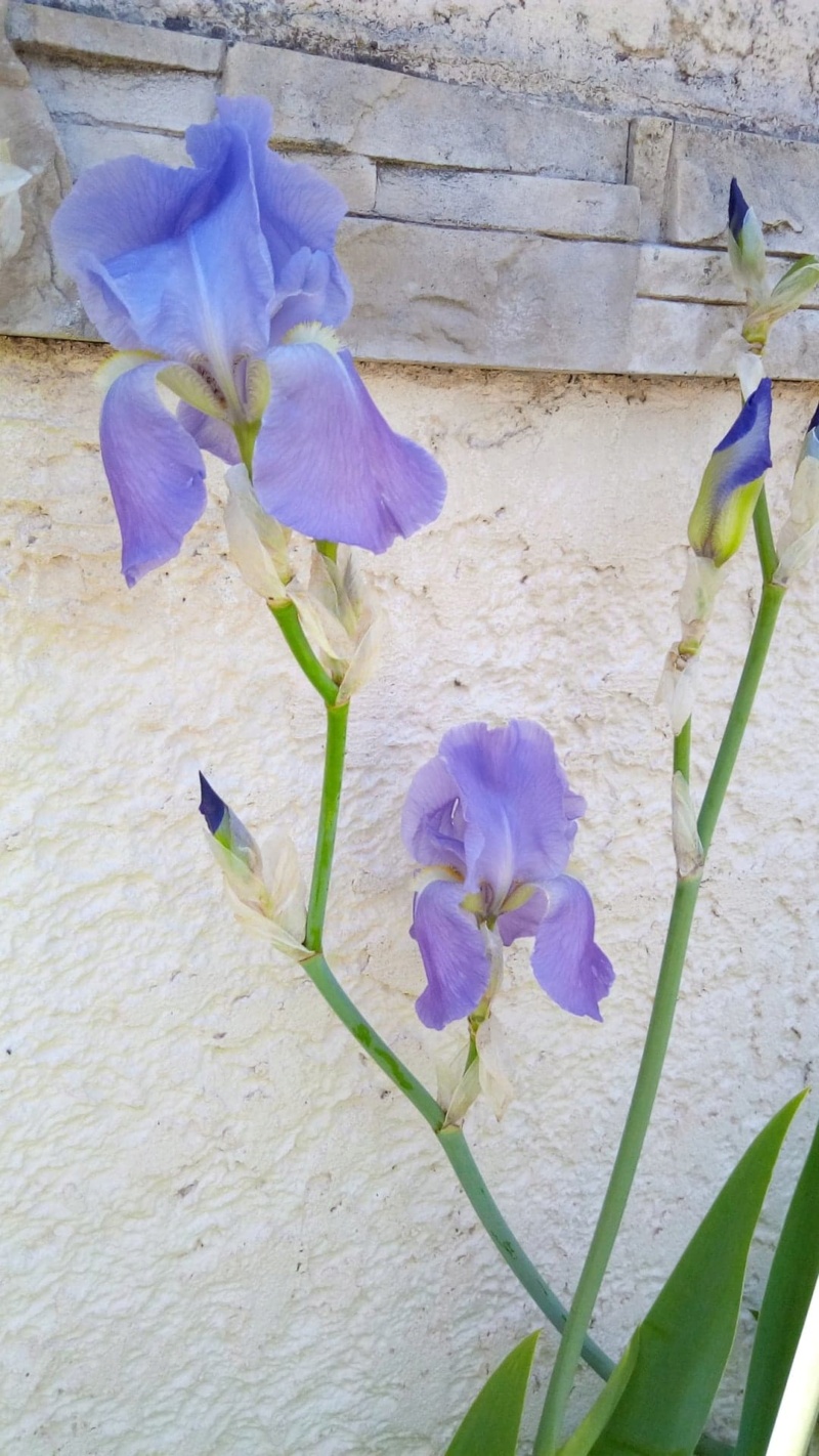 Iris mauve commun 117