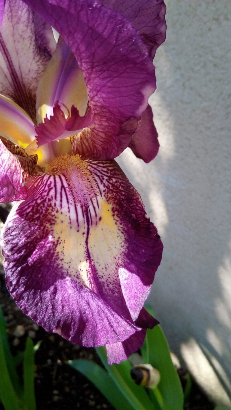 Nouvel iris plicata rose soutenu (ou lie de vin) 119