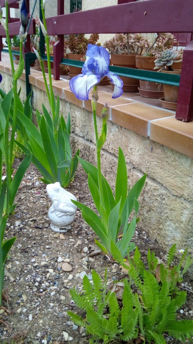 Iris plicata mauve/bleu 11_avr12