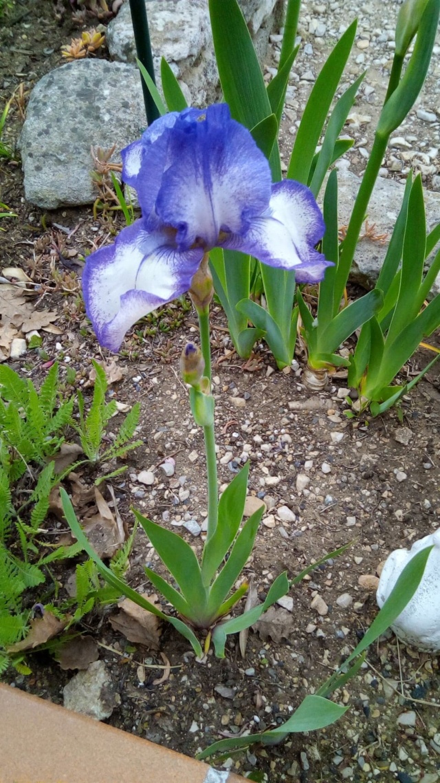 Iris plicata mauve/bleu 11_avr14