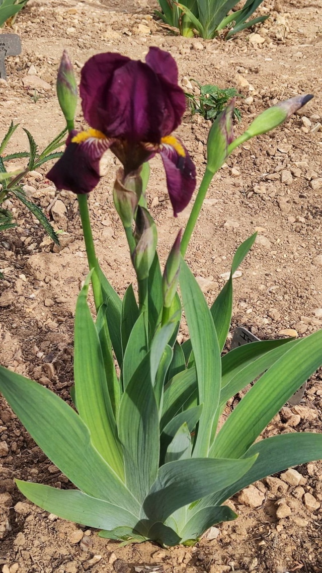 [Iris 'Peau rouge' ] Identification pour France 1214