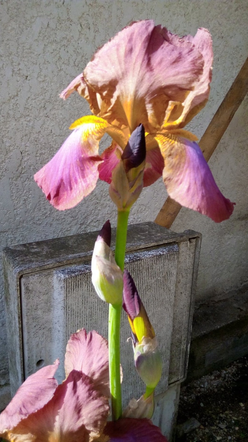 Autre iris rose plus foncé que Easter Bonnet 123