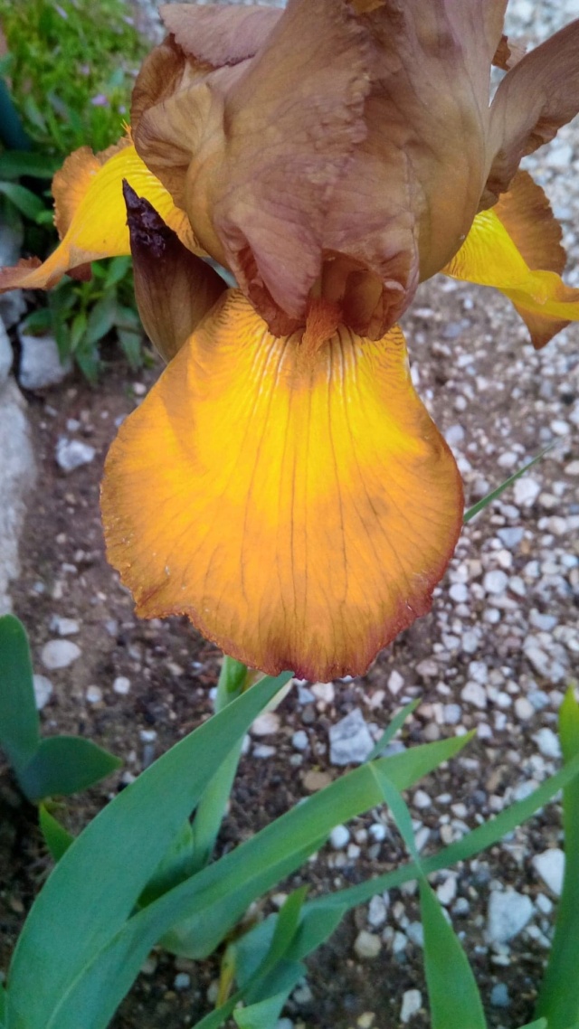 Iris ' Gay Lights'  [Identification ] 12310