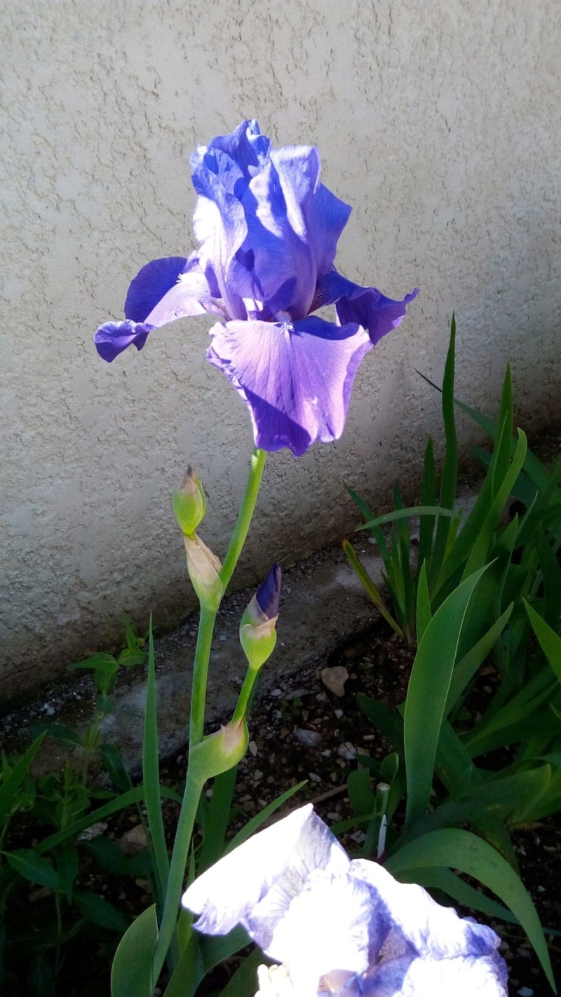 Iris Self  bleu 125