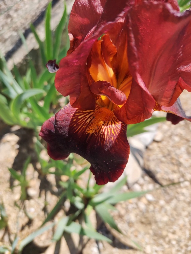 Iris marronné  12_mai18