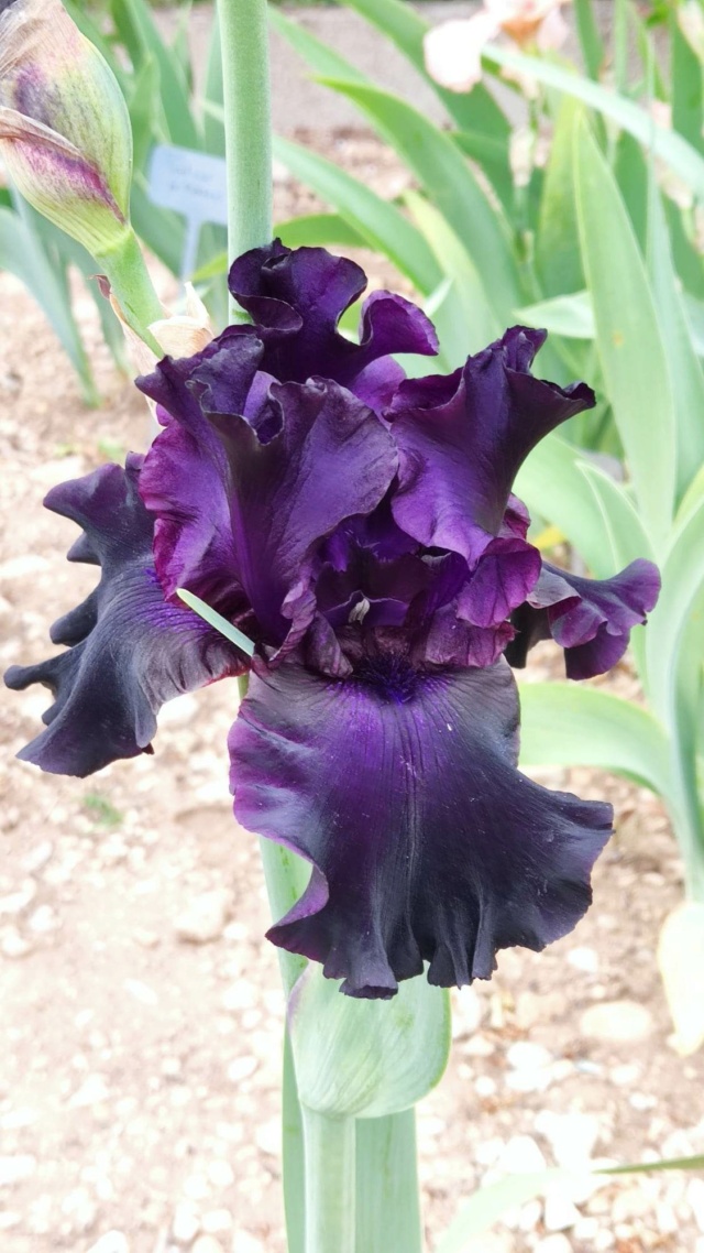 Iris pratiquement noir 12_mai21