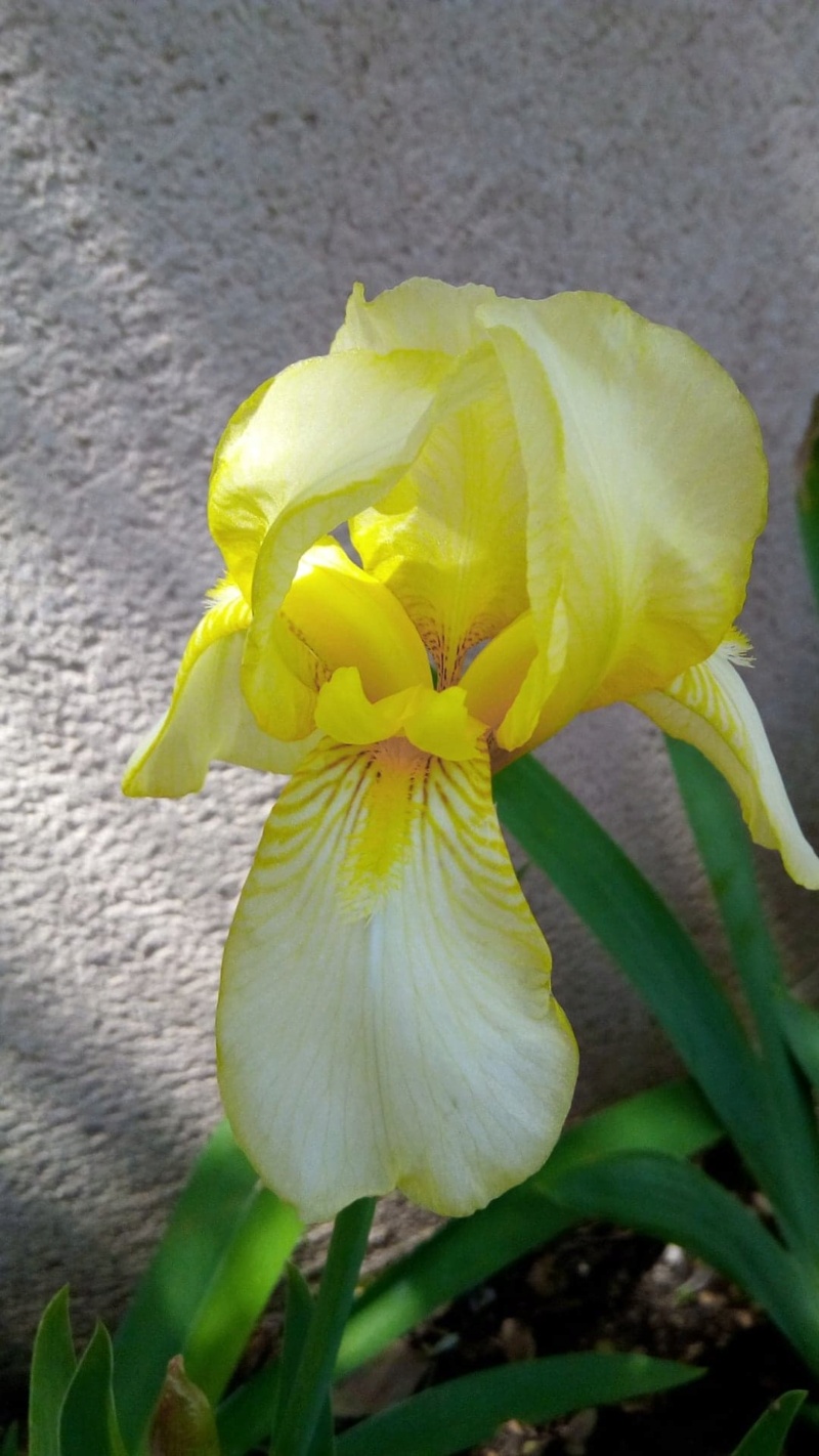 iris jaune cherche nom 131