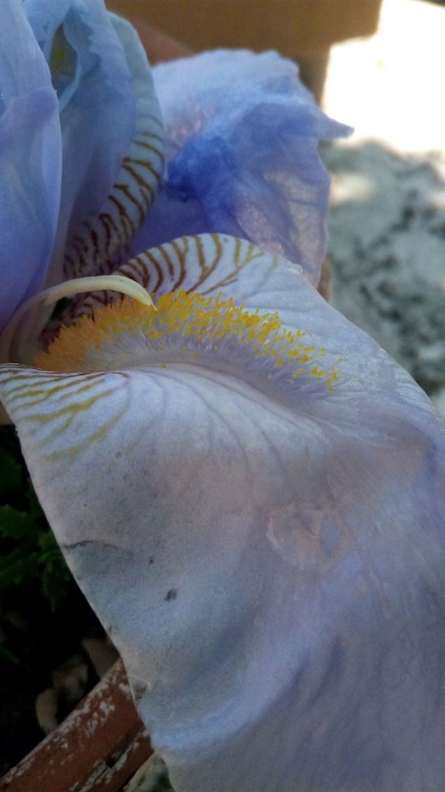 Iris 'Blue Sapphire' [identification] 154