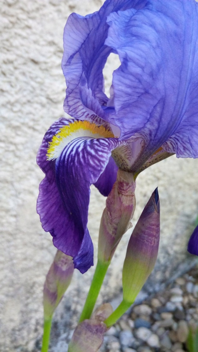 Iris couleur froide 15_avr11