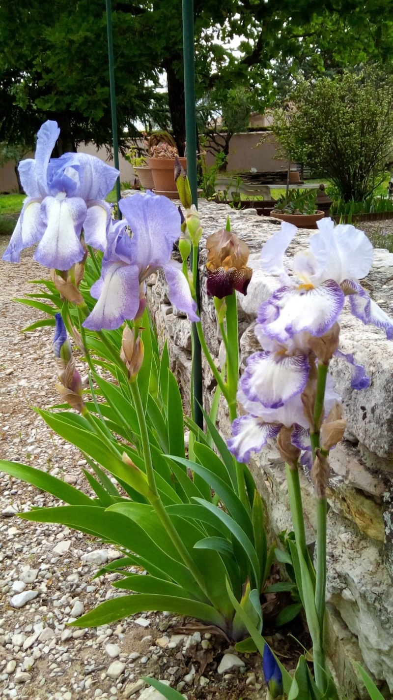 Iris en situation, dans les jardins 17903810