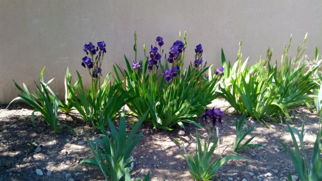 Transformation jardin 17_avr10