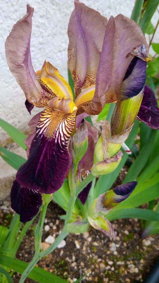 Iris couleur  bordeaux 18_mai10
