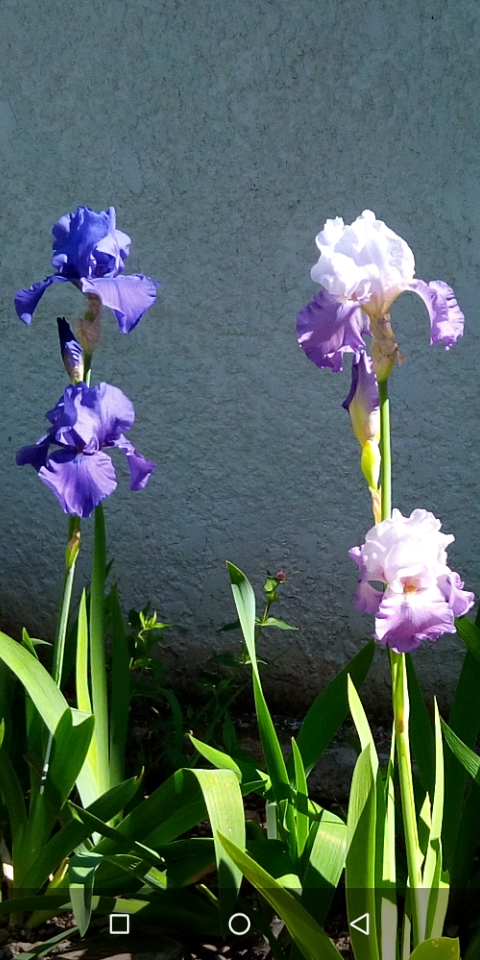 Iris 'Beatrice Cherbuy' [Identification] Iris parme et ondulé 18_mai10