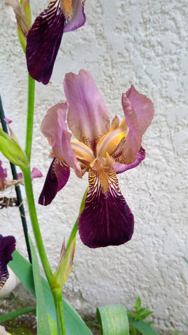 Iris couleur  bordeaux 18_mai11