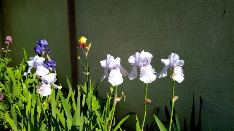 Iris en situation, dans les jardins 18_mai13