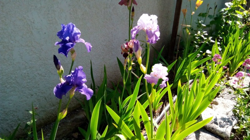 Iris en situation, dans les jardins 18_mai14