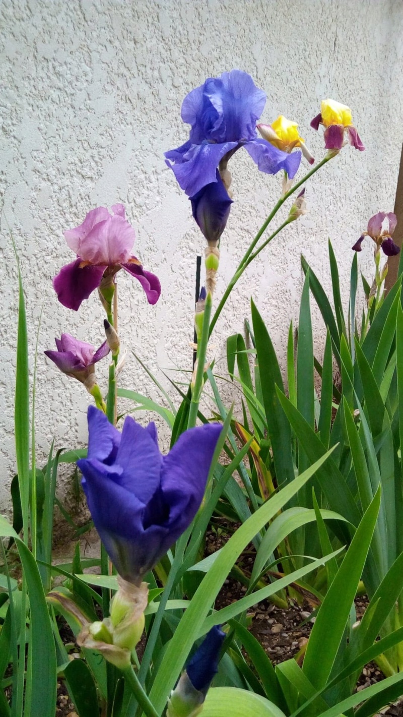 Iris en situation, dans les jardins 18_mai15
