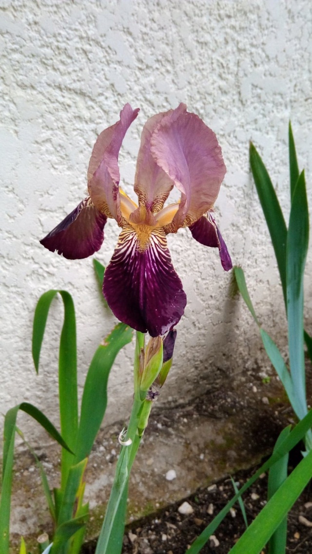 Iris couleur  bordeaux 18_mai18