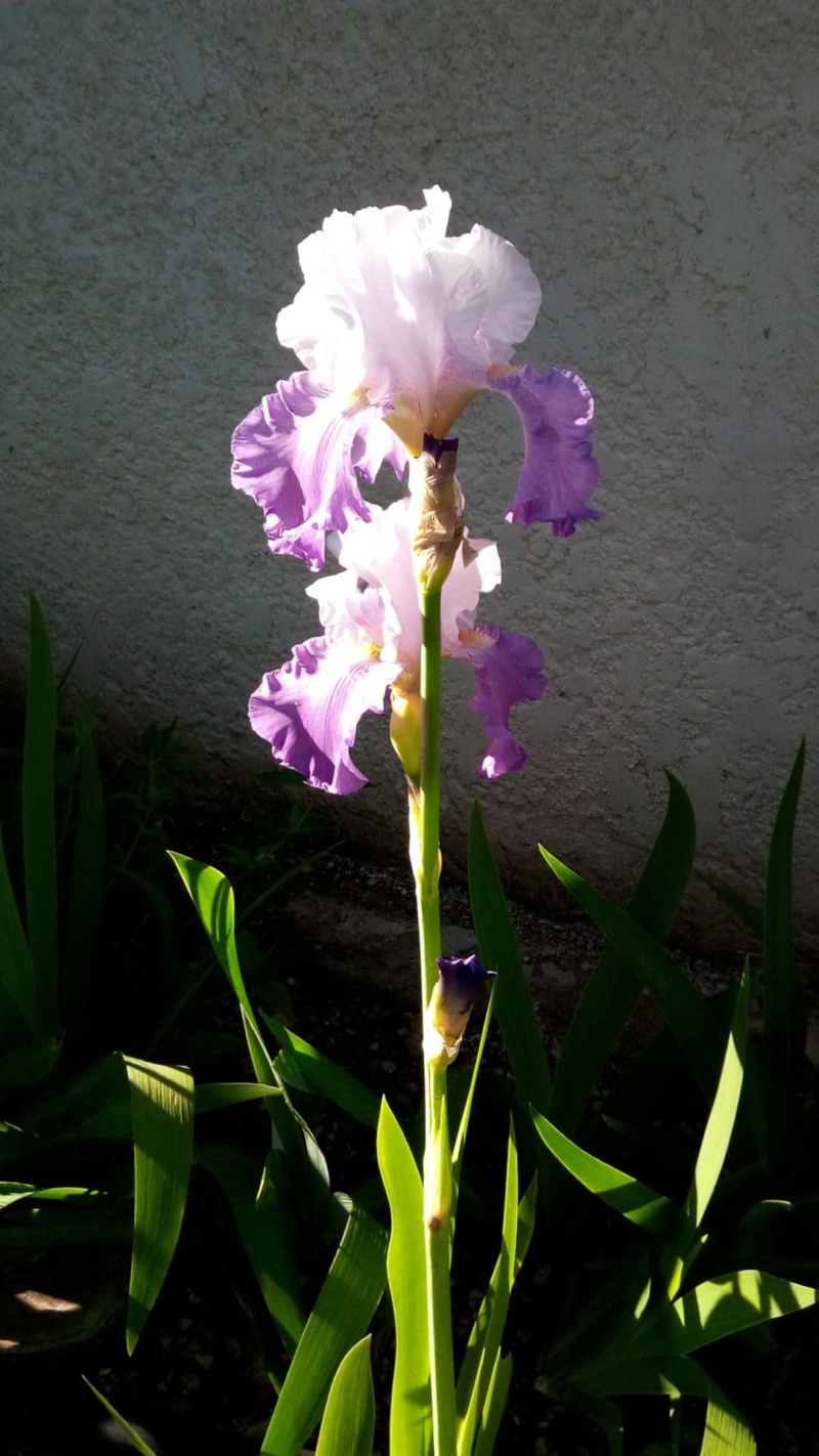 Iris 'Beatrice Cherbuy' [Identification] Iris parme et ondulé 19_mai10
