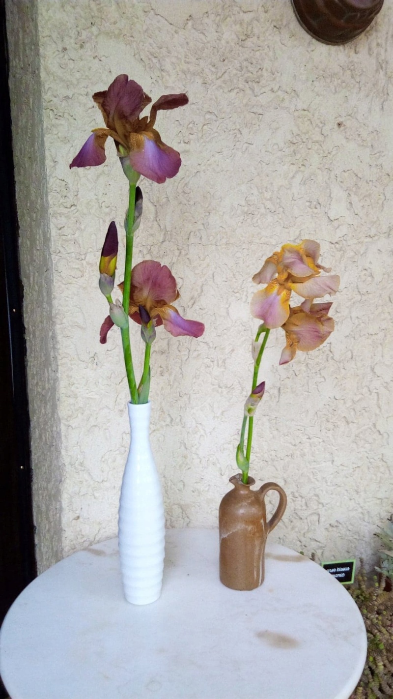 Autre iris rose plus foncé que Easter Bonnet 1_10