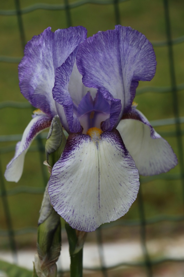 Iris 'Donatello' ou 'Don José' ? - La Beaujoire [identification en cours] 1_phot11