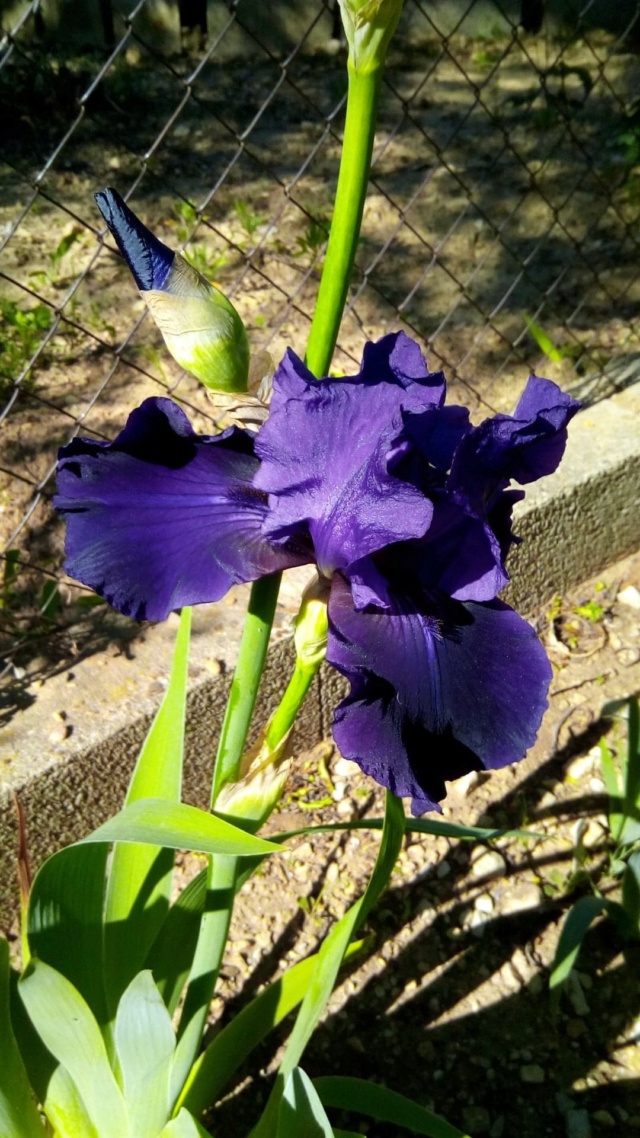 Iris 'Royal Heritage ' [identification ] foncé violet/bleu nuit 1er_ma13