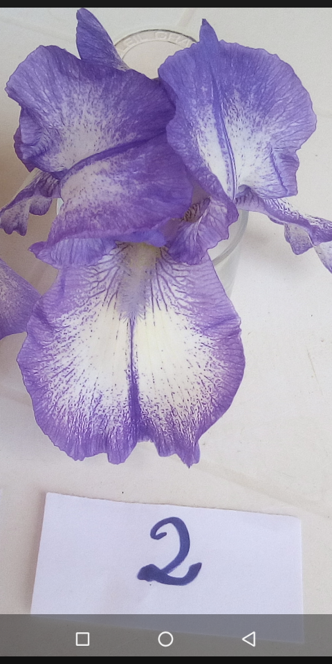 Iris plicata bleu - BPF Flora [identification en cours] 213