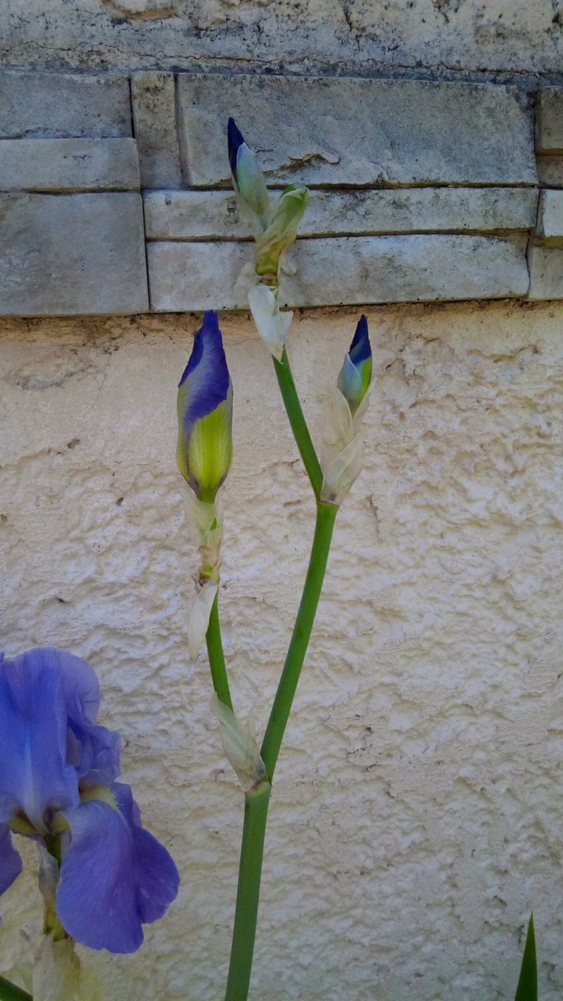 Iris mauve commun 214