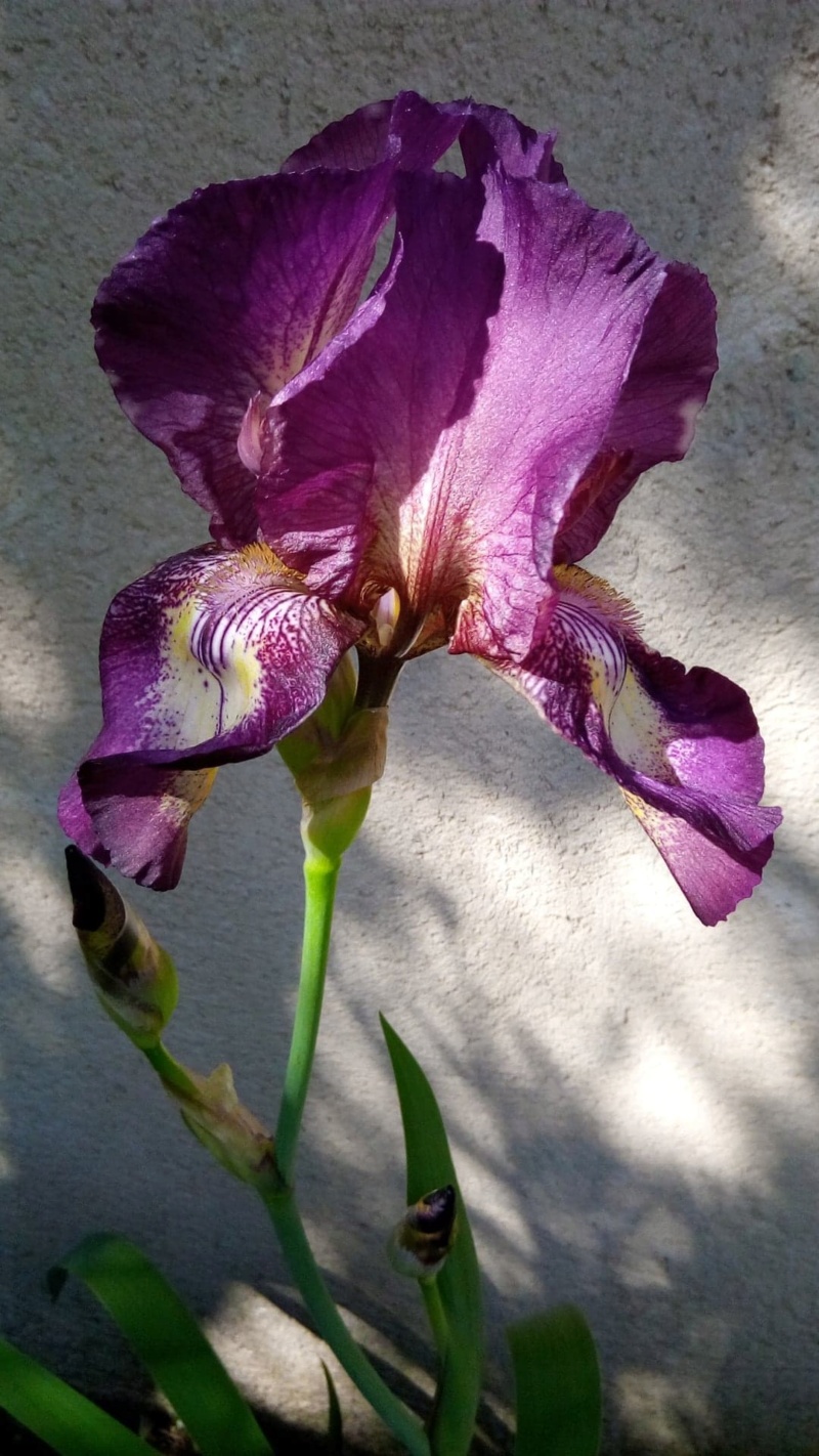 Nouvel iris plicata rose soutenu (ou lie de vin) 216