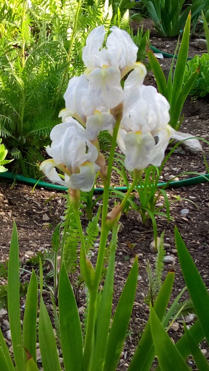 Petit iris blanc piqueté de mauve 218