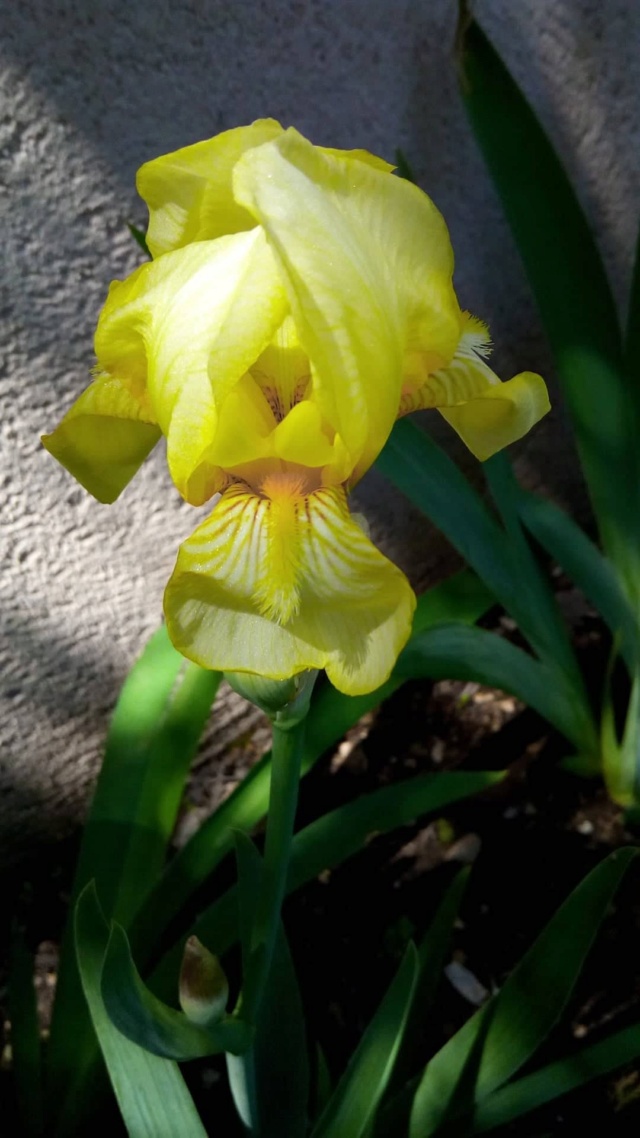 iris jaune cherche nom 221