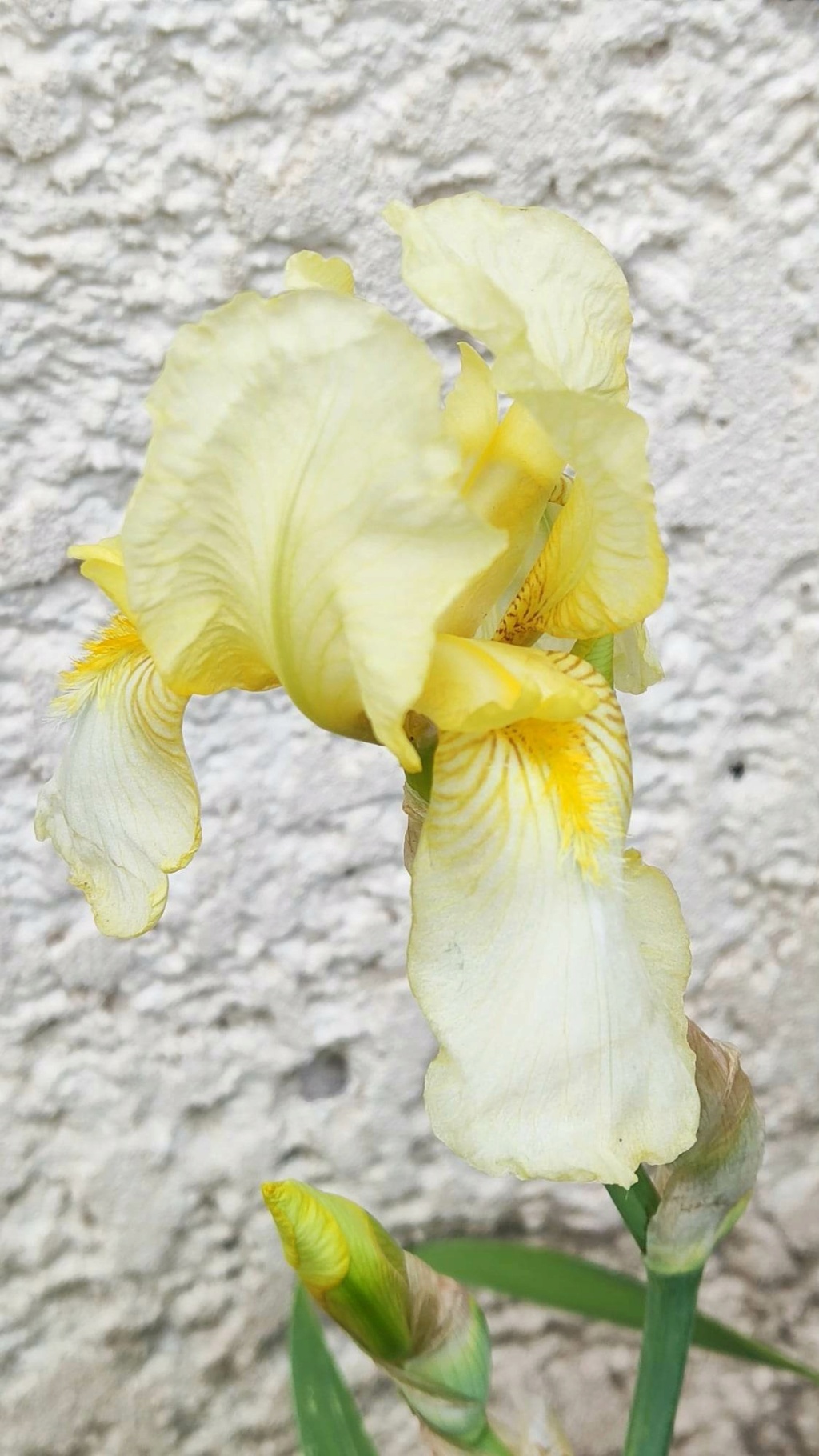 Iris jaune : flavescens ou pas ? 22_avr12