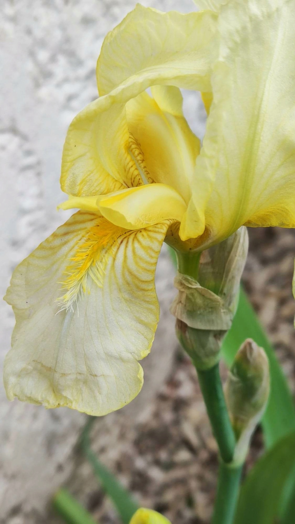 Iris jaune : flavescens ou pas ? 22_avr13