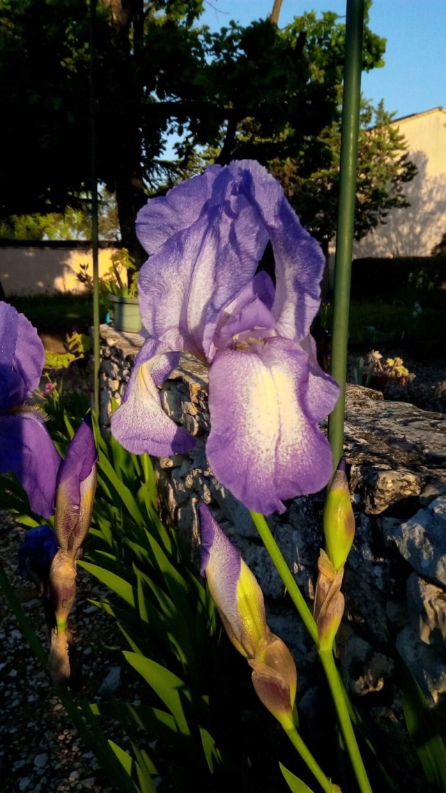 Iris 'Blue Shimmer' et 'Dotted Swiss' [Identification] France 235