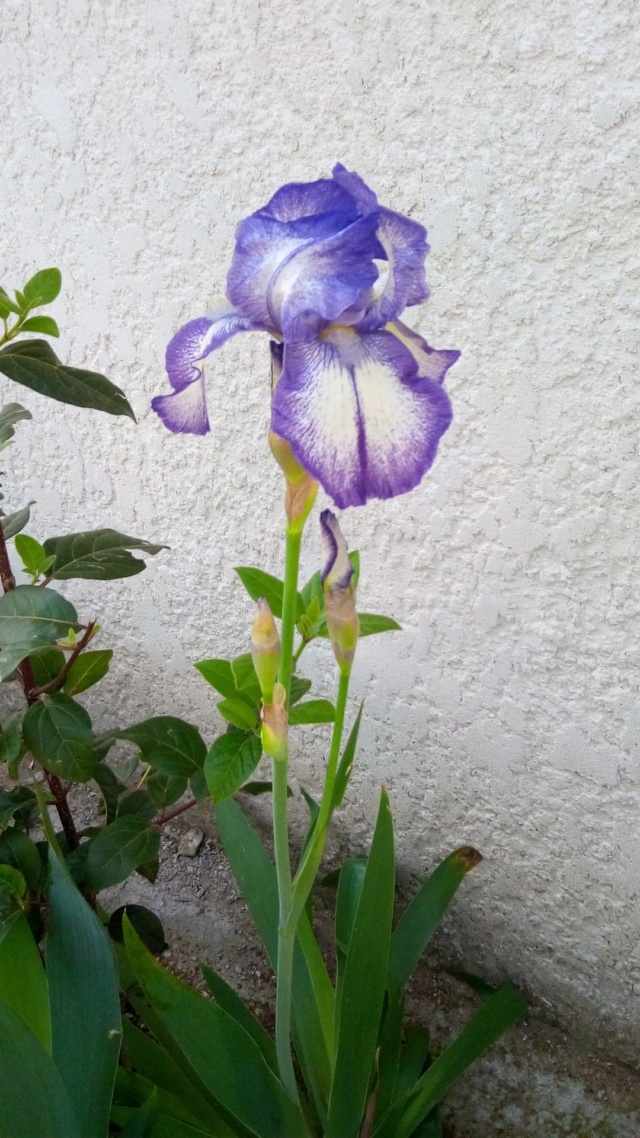Iris 'Blue Shimmer' et 'Dotted Swiss' [Identification] France 240