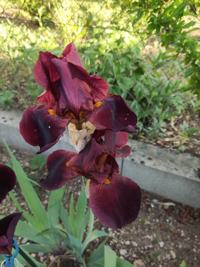 Iris 'Caliente' [identification ] de France 255