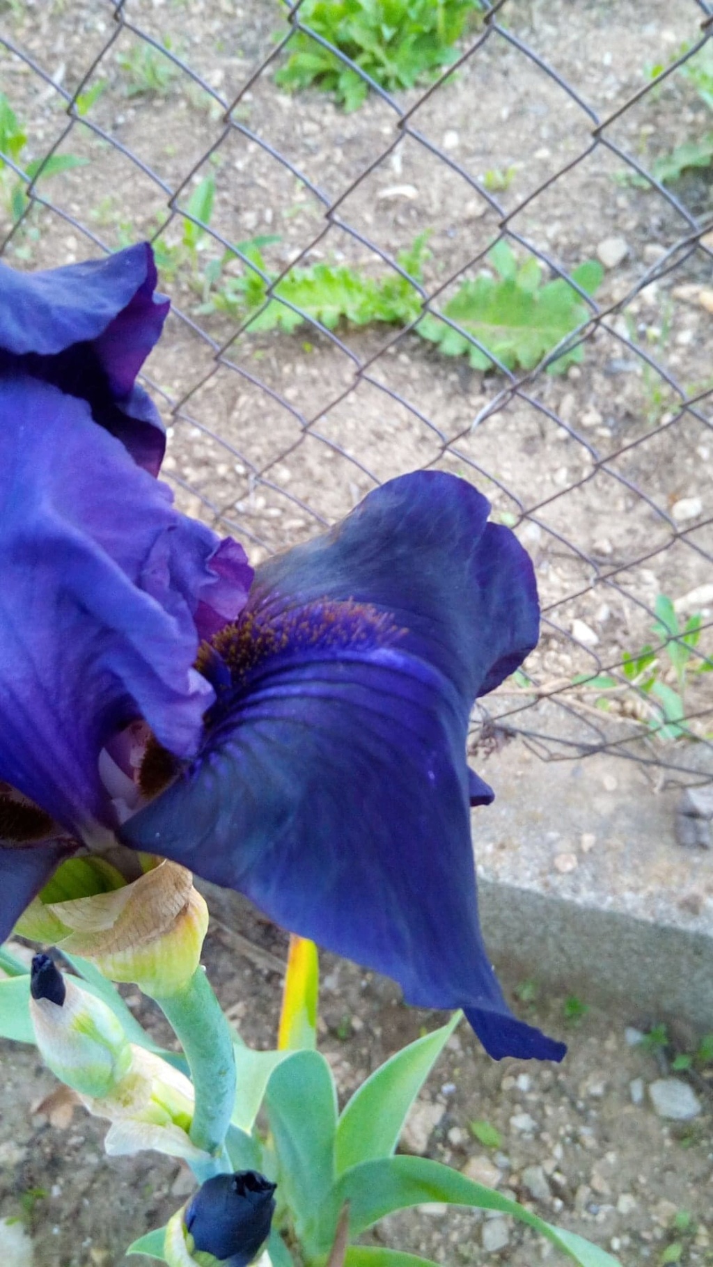 Iris 'Royal Heritage ' [identification ] foncé violet/bleu nuit - Page 2 268