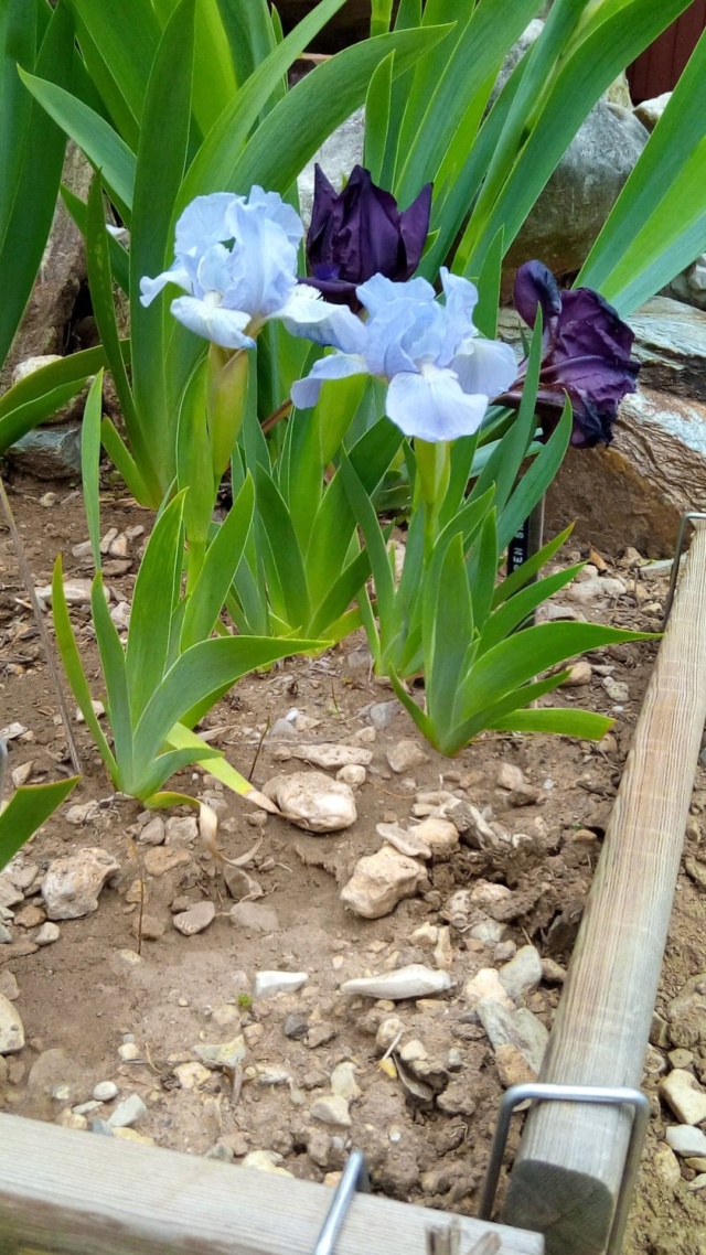 Petit iris bleu ciel 27783810