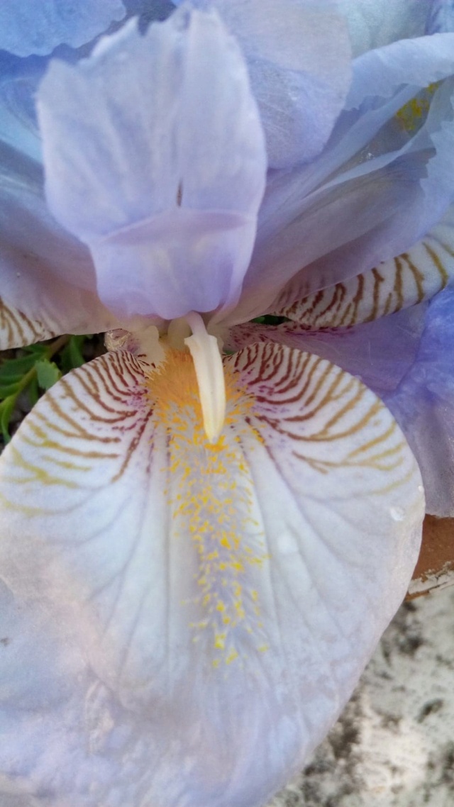 Iris 'Blue Sapphire' [identification] 27982910