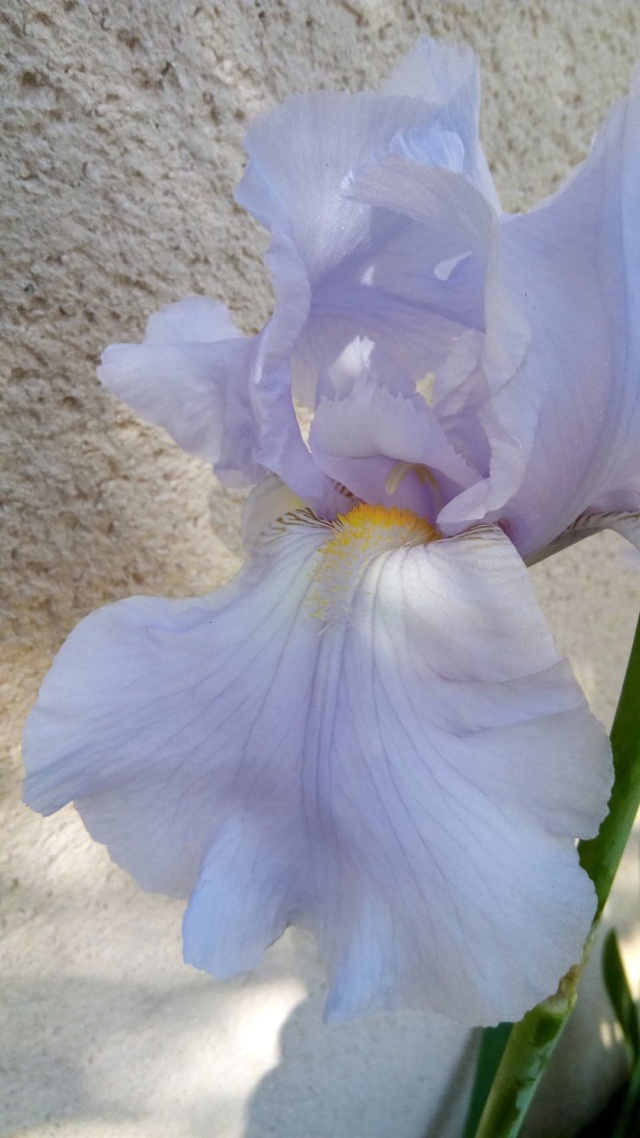 Iris 'Blue Sapphire' [identification] 27993010