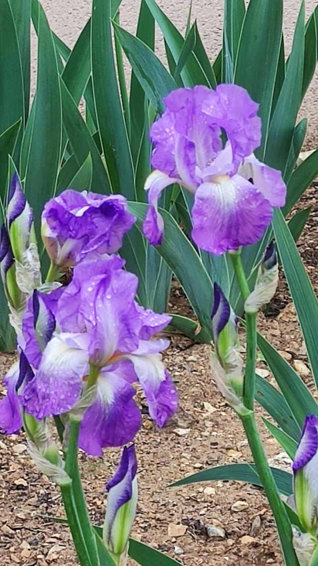 Iris 'Aziyadé' - Ferdinand Cayeux 1925 29_avr17