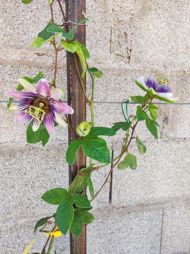 Passiflora x belotii 'Impératrice Eugénie' 29_mai12