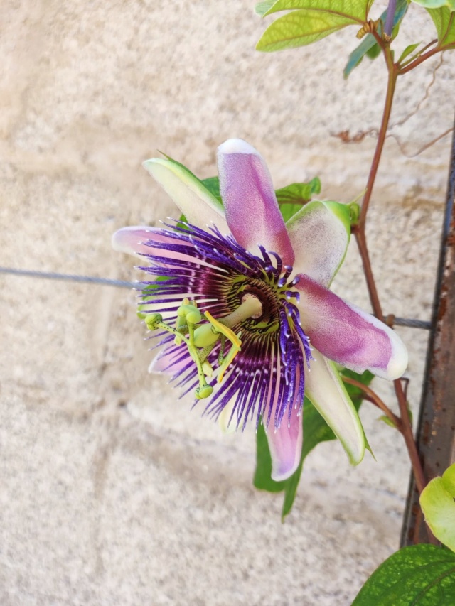 Passiflora x belotii 'Impératrice Eugénie' 29_mai13